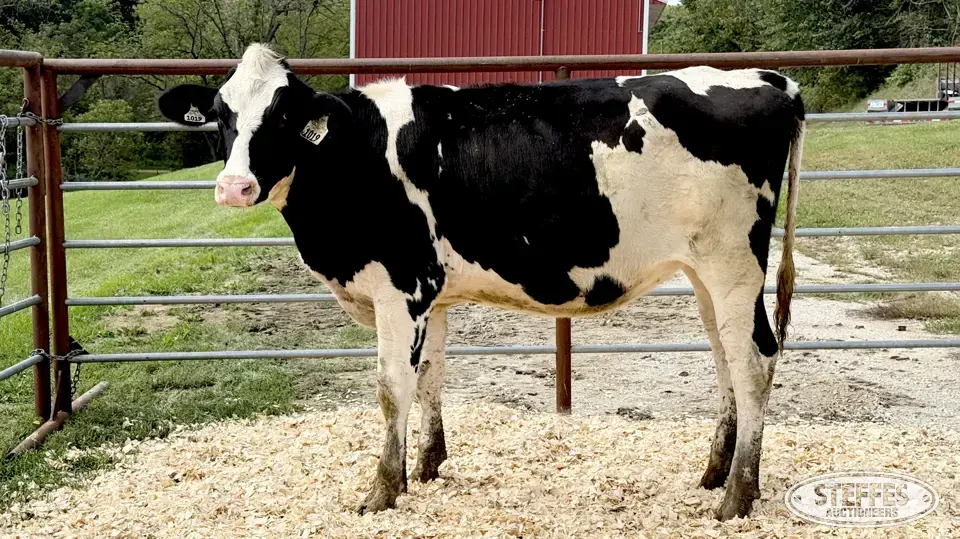Holstein Heifer - Tag 1019 Dairy Cattle