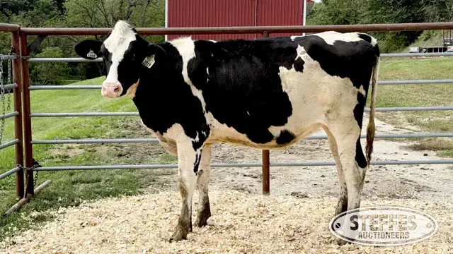 Holstein Heifer - Tag 1019