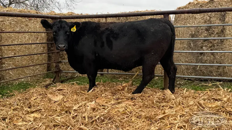 (2) Beef cows Beef Cattle