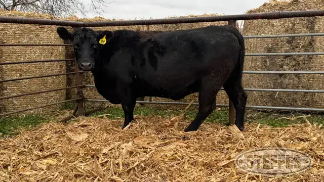 (2) Beef cows