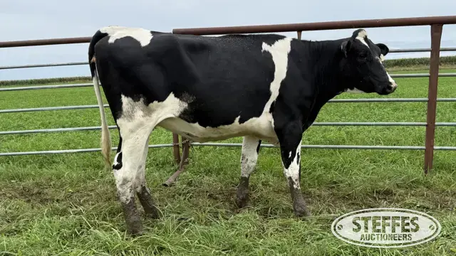 Holstein Bred Heifer - Tag 950