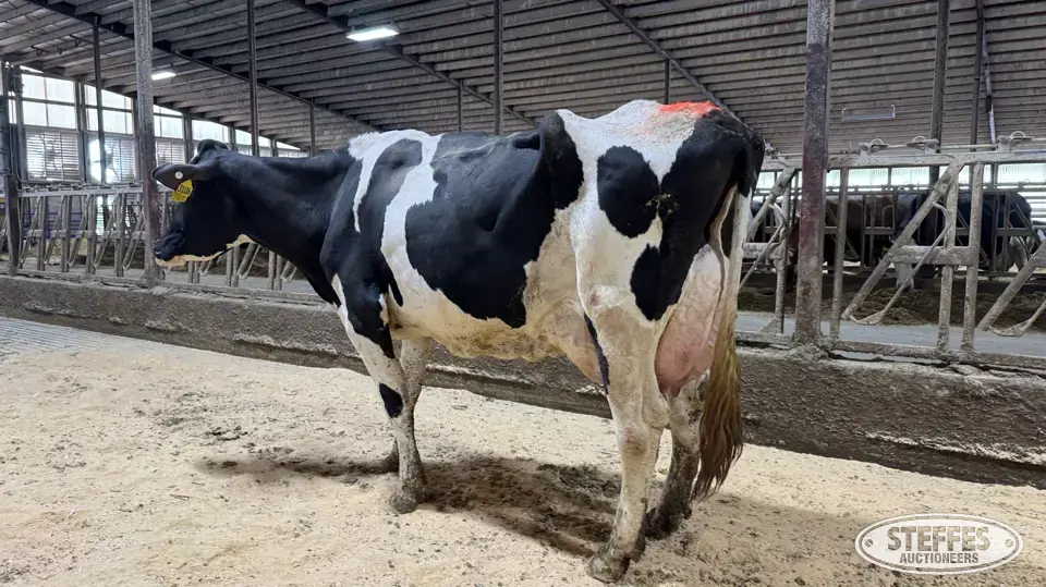 (5) Holstein Cows Dairy Cattle