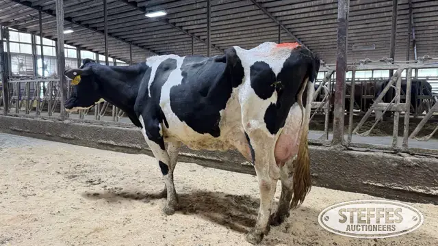 (5) Holstein Cows