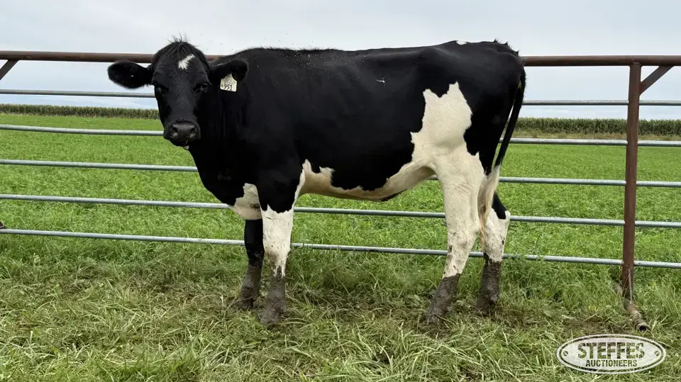 Holstein Bred Heifer - Tag 951 Dairy Cattle