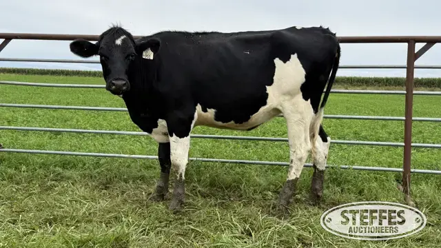 Holstein Bred Heifer - Tag 951