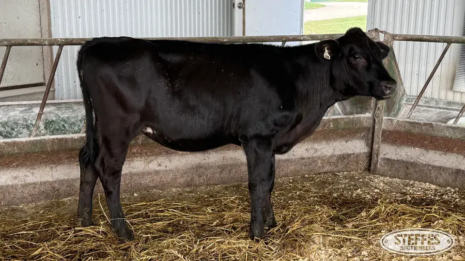 Crossbred Heifer - Tag 1068 Dairy Cattle