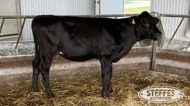 Crossbred Heifer - Tag 1068