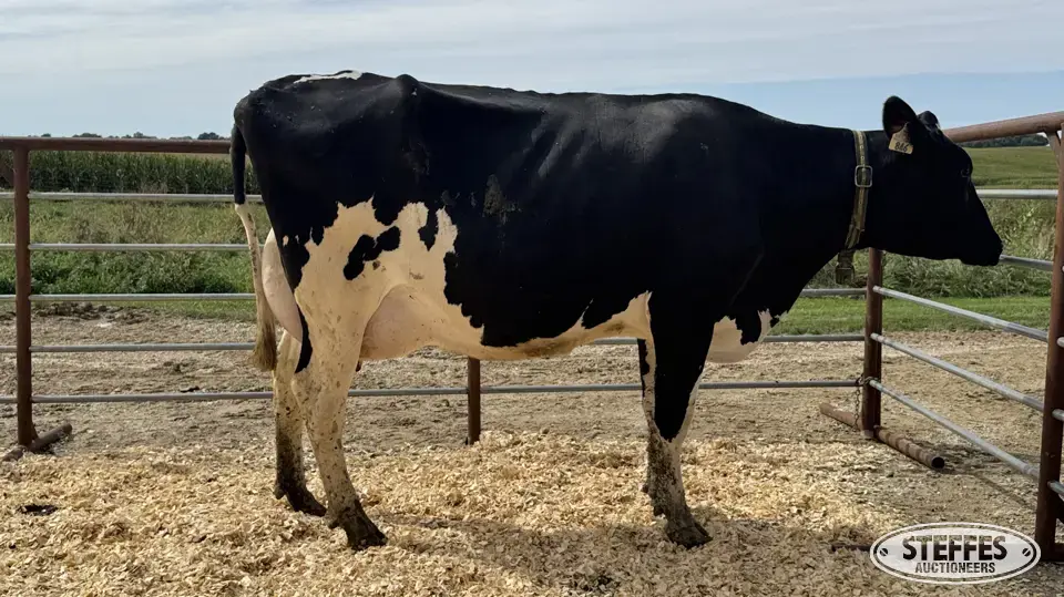 Holstein Cow - Tag 846 Dairy Cattle