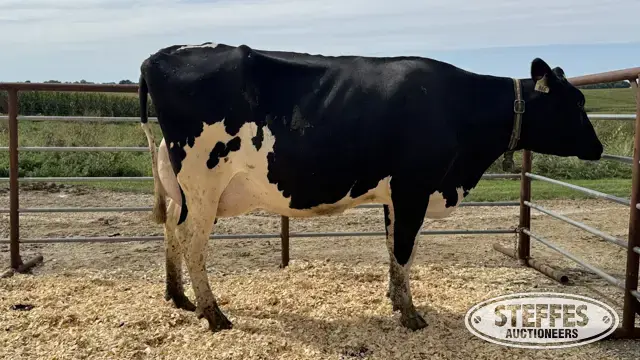 Holstein Cow - Tag 846