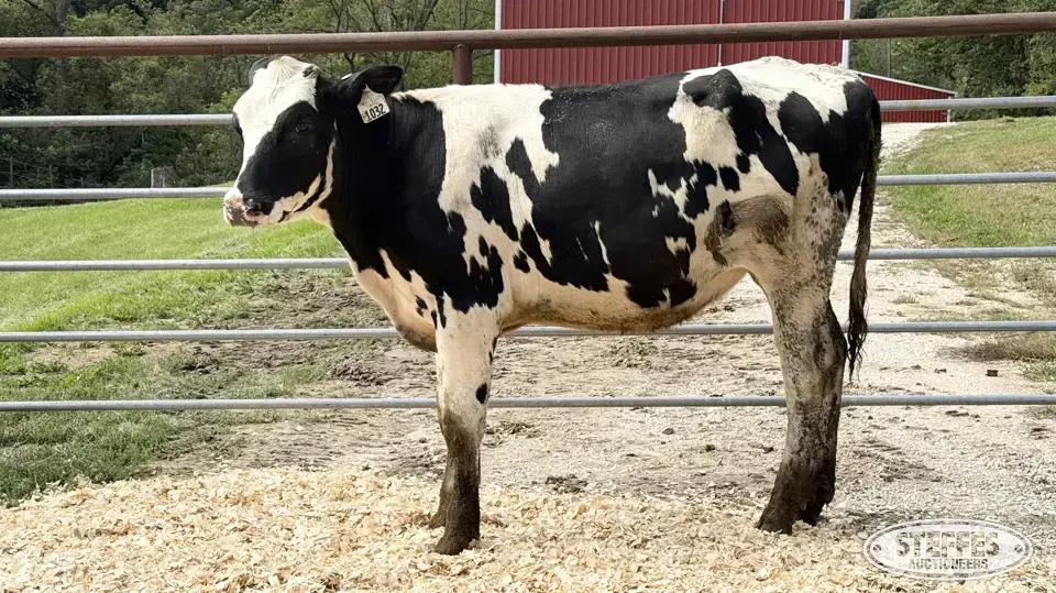 Holstein Heifer - Tag 1032 Dairy Cattle