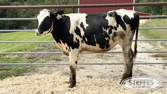 Holstein Heifer - Tag 1032