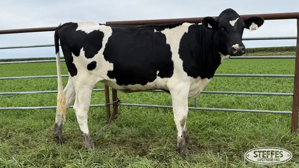 Holstein Bred Heifer - Tag 963 Dairy Cattle
