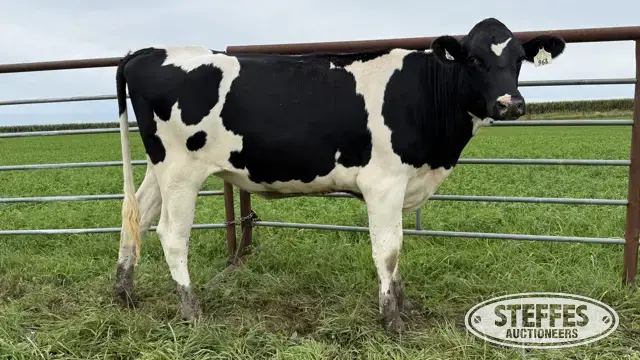 Holstein Bred Heifer - Tag 963