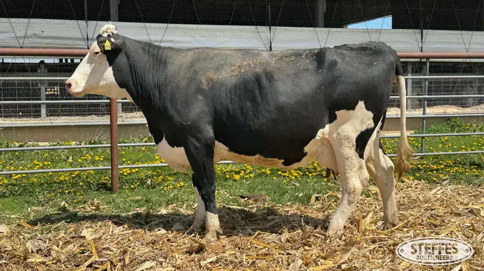 (5) Crossbred Cows Fresh or Dry Dairy Cattle