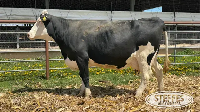 (5) Crossbred Cows Fresh or Dry