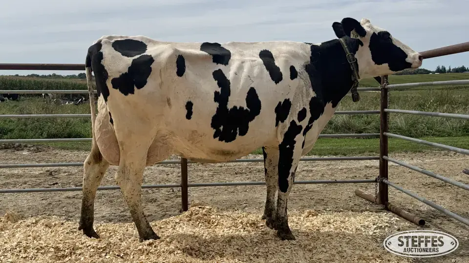 Holstein Cow - Tag 769 Dairy Cattle