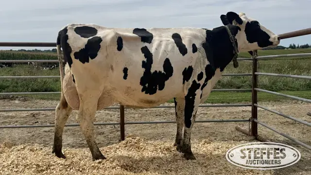 Holstein Cow - Tag 769