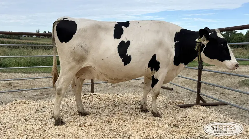Holstein Cow - Tag 707 Dairy Cattle