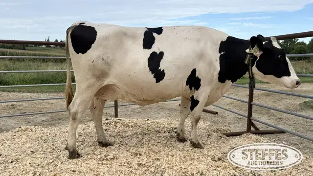 Holstein Cow - Tag 707