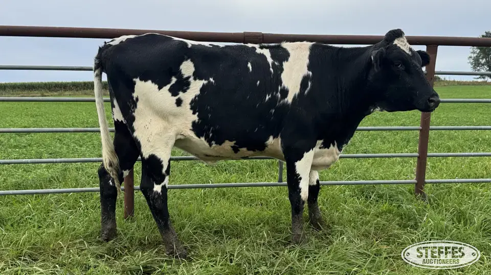 Crossbred Bred Heifer - Tag 941 Dairy Cattle
