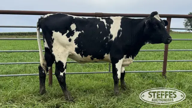 Crossbred Bred Heifer - Tag 941