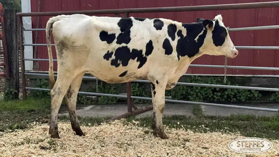 Holstein Heifer - Tag 1030 Dairy Cattle