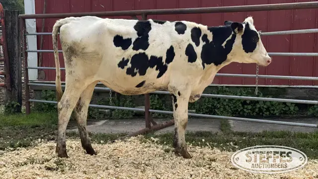 Holstein Heifer - Tag 1030