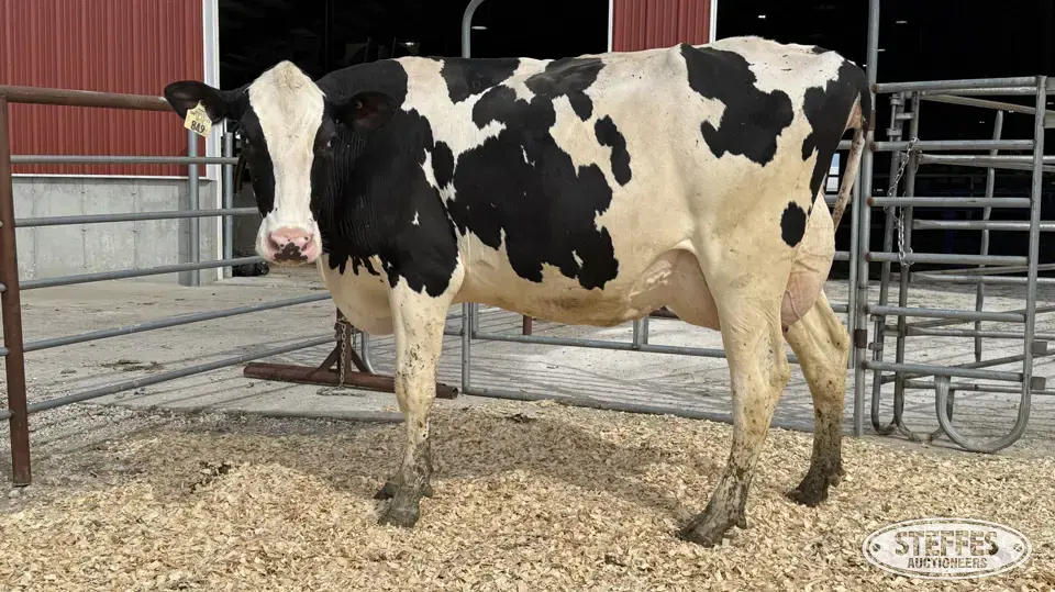 Holstein Cow - Tag 849 Dairy Cattle
