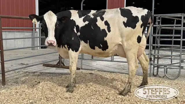 Holstein Cow - Tag 849