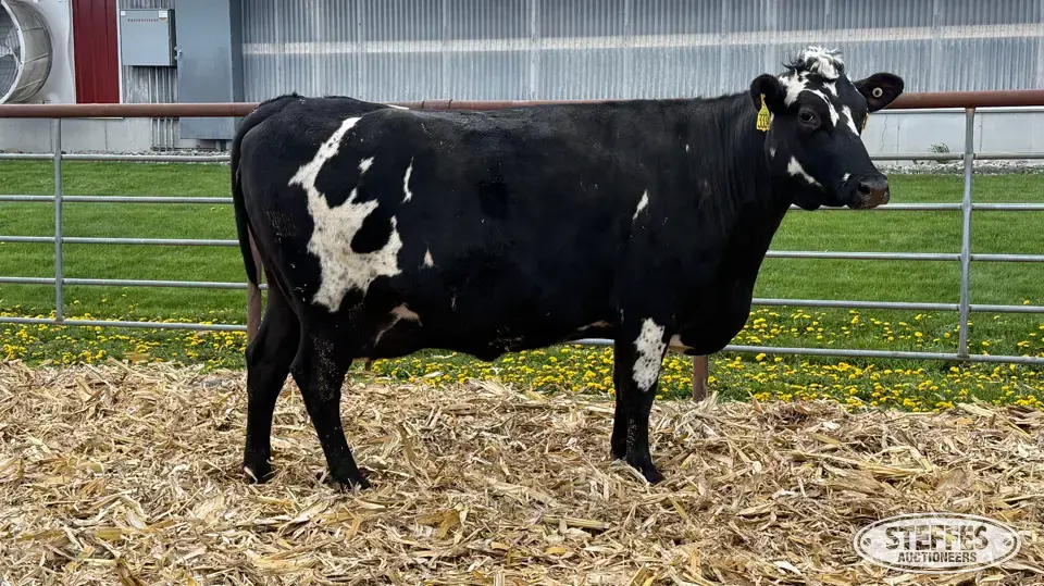 (3) Crossbred Cows Dairy Cattle