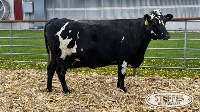 (3) Crossbred Cows