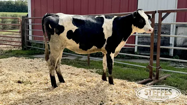 Holstein Heifer - Tag 1016