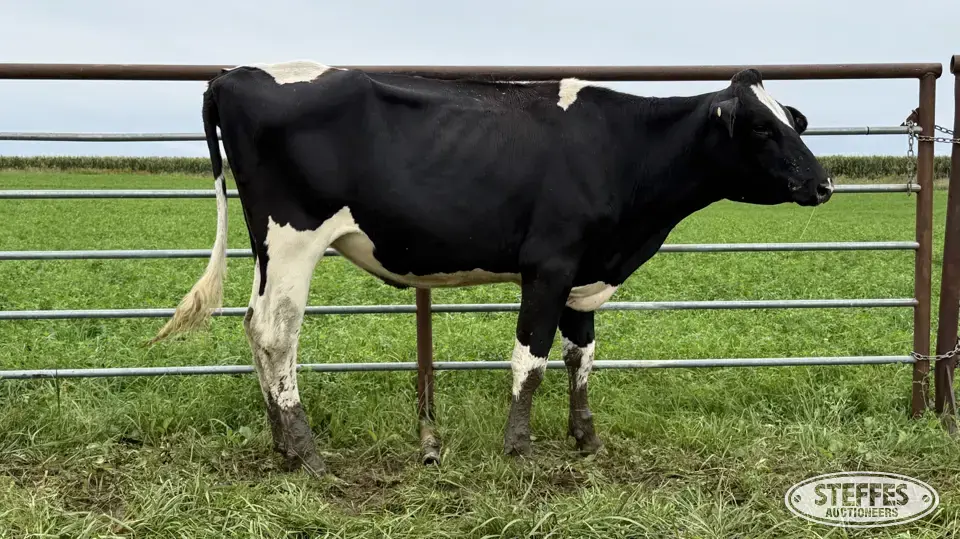 Holstein Bred Heifer - Tag 974 Dairy Cattle