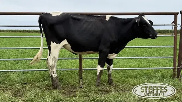Holstein Bred Heifer - Tag 974