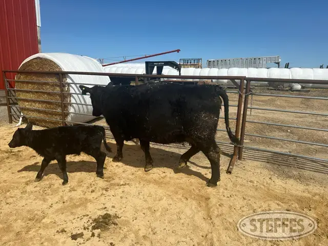 Cow/Calf Pair - Ear Tag 205 & M14