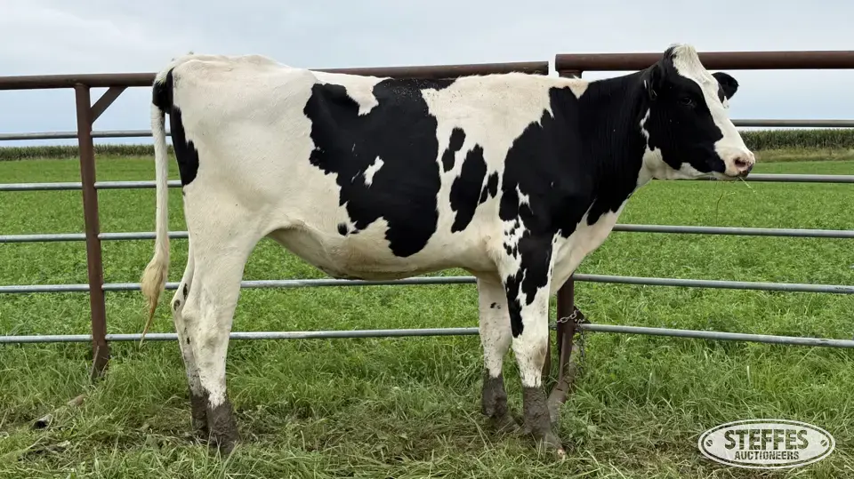 Holstein Bred Heifer - Tag 971 Dairy Cattle