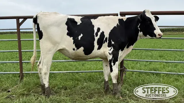 Holstein Bred Heifer - Tag 971