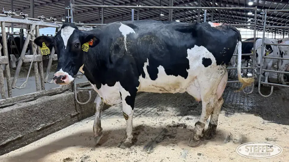(4) Holstein Cows Dairy Cattle