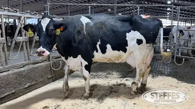 (4) Holstein Cows
