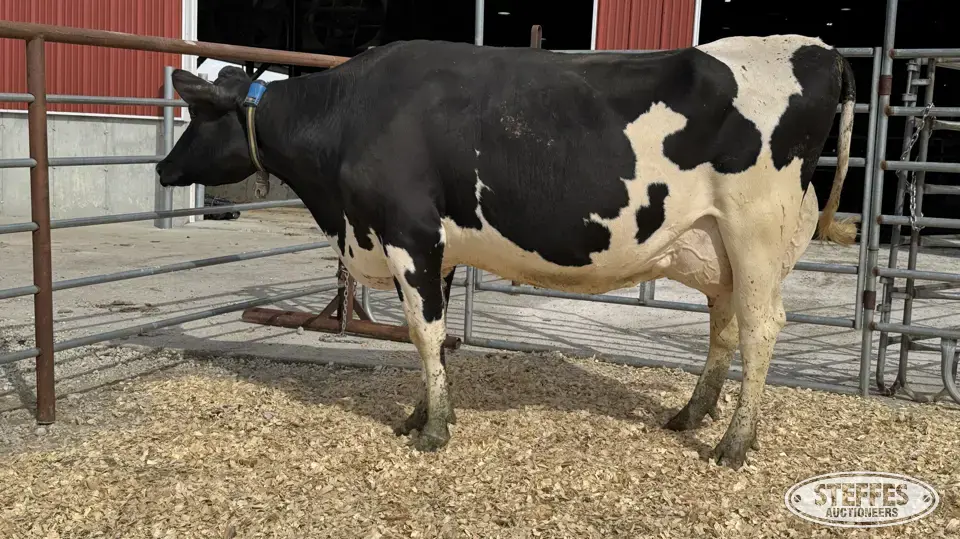 Holstein Cow - Tag 725 Dairy Cattle