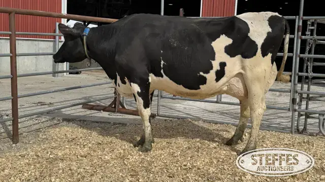 Holstein Cow - Tag 725