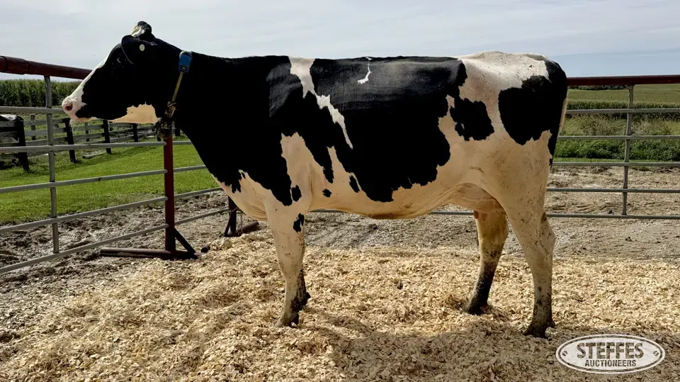 Holstein Cow - Tag 891 Dairy Cattle