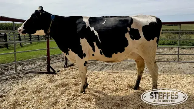 Holstein Cow - Tag 891