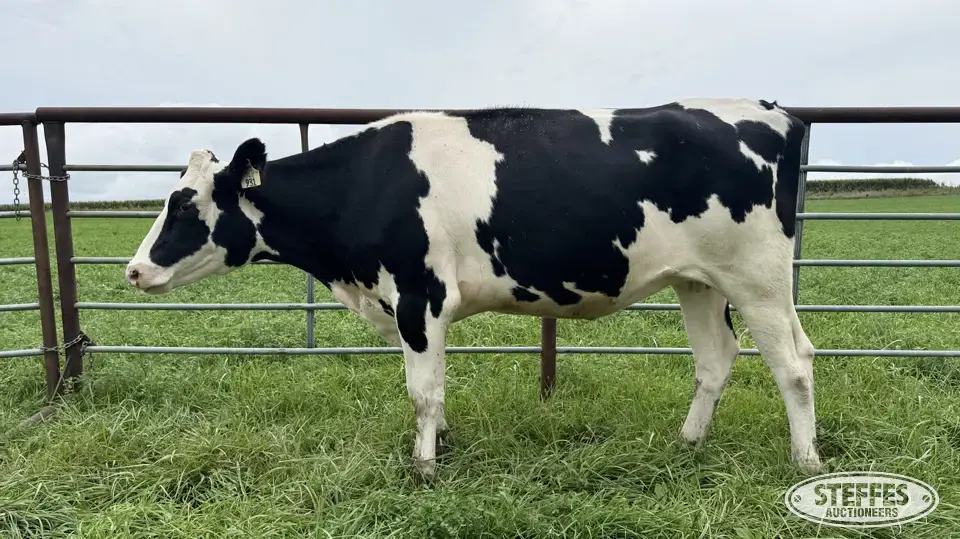 Holstein Bred Heifer - Tag 931 Dairy Cattle
