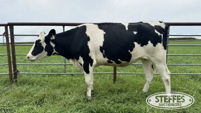 Holstein Bred Heifer - Tag 931