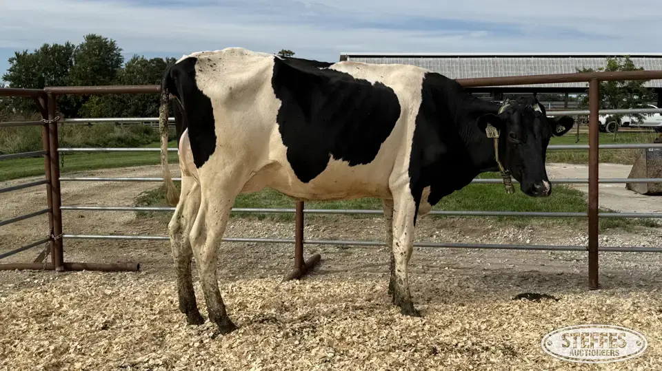 Holstein Cow - Tag 914 Dairy Cattle