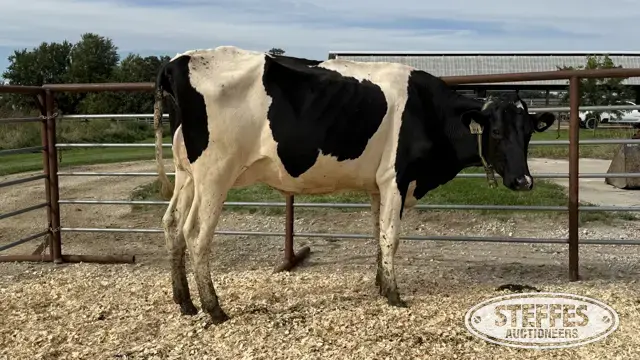 Holstein Cow - Tag 914
