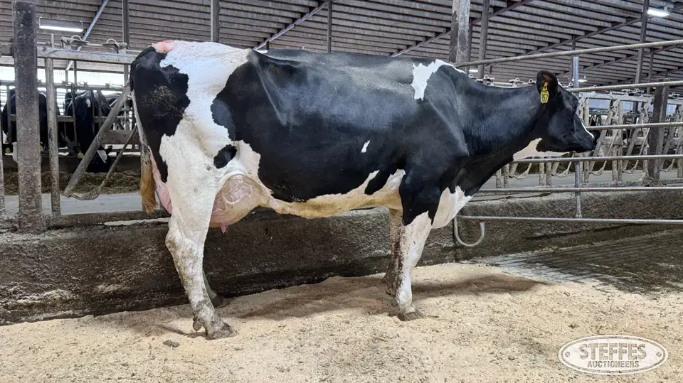 (3) Holstein Cows Dairy Cattle