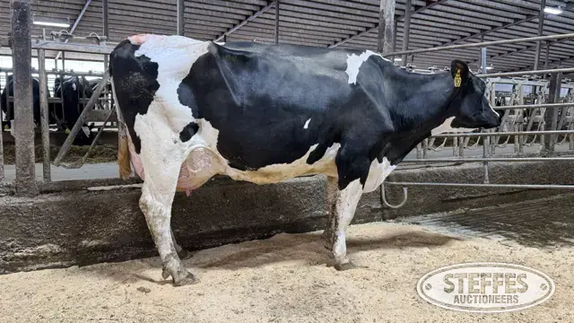 (3) Holstein Cows