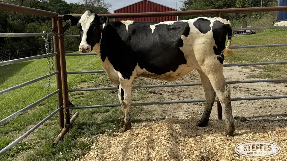 Holstein Heifer - Tag 1009 Dairy Cattle